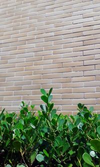 Close-up of plants against brick wall