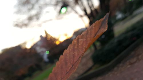 Close-up of plant against blurred background