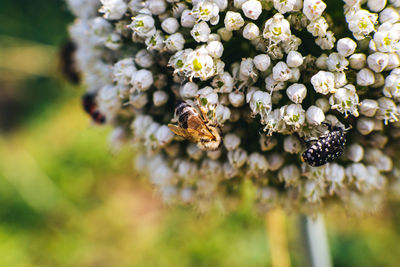 Close-up of bee pollinating on flower