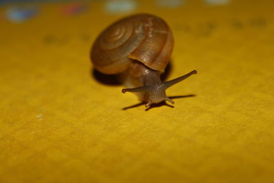Close-up of snail on leaf