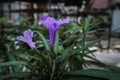 Close-up of purple flowering plant