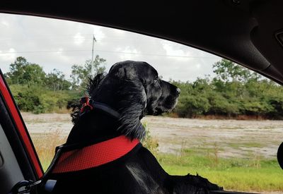 Close-up of dog looking out the window