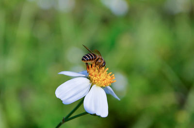 Close-up of butterfly on flower