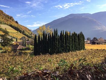 Plants growing on field against sky