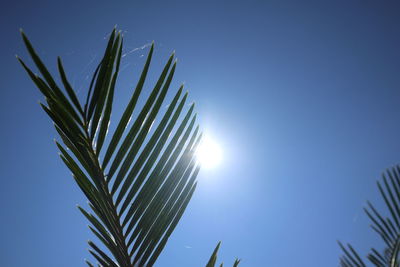 Low angle view of palm tree against clear blue sky