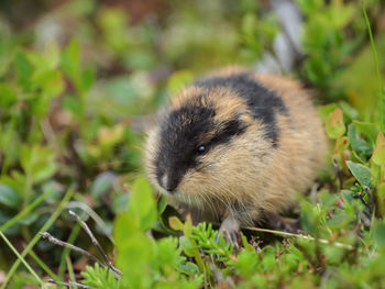Close-up of an animal on land