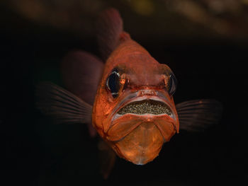 Close-up of fish swimming in sea