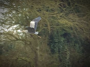 Seagull flying over lake