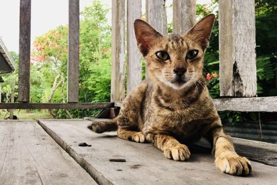 Portrait of a cat sitting on wood