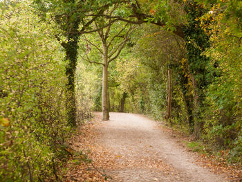 Dirt road passing through a forest