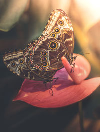 Close-up of butterfly on hand