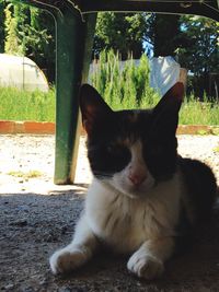 Close-up portrait of cat sitting on tree