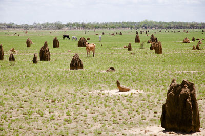 Sheep grazing on field against sky