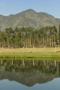 Scenic view of lake by trees against sky