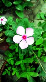 Close-up of pink flower blooming outdoors