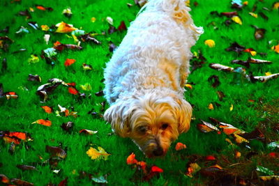 High angle view of a dog