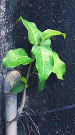 High angle view of potted plant