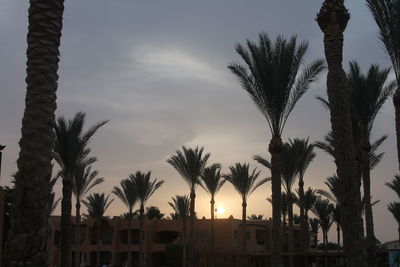 Low angle view of palm trees against sky