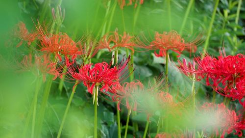 Close-up of red flowering plant