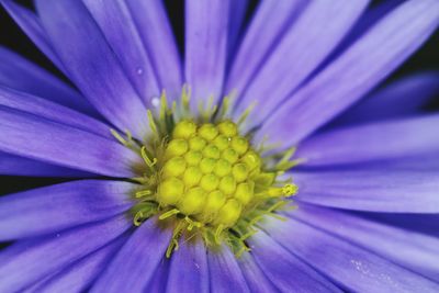 Close-up of purple flower