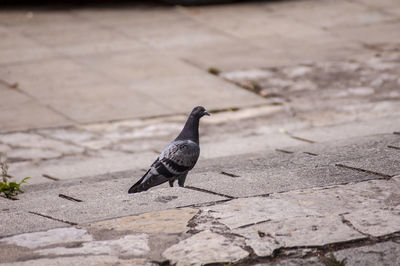 High angle view of pigeon perching on footpath