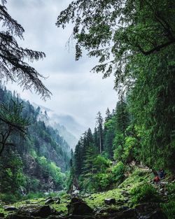 Scenic view of forest against sky