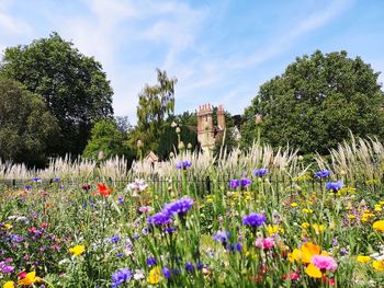 Purple flowering plants on field against sky