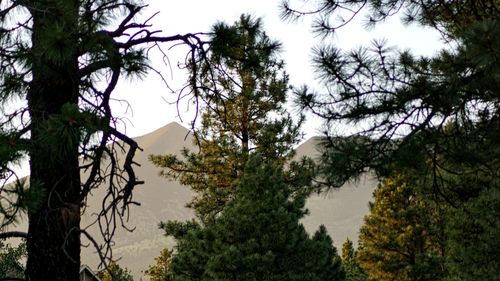 Low angle view of trees in forest against sky