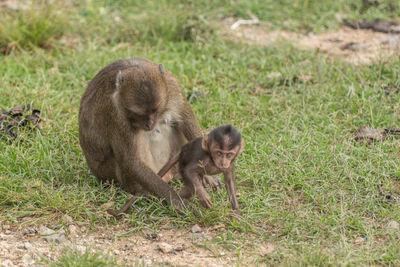 Long-tailed macaque with infant on field in zoo