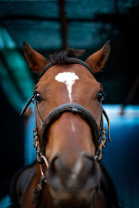 Close-up of a horse