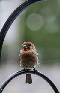 Close-up of bird perching on metal