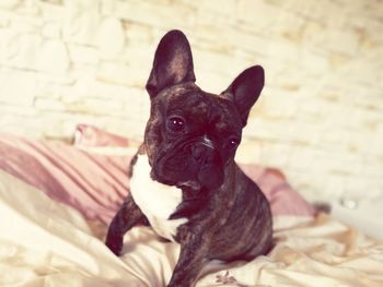 Portrait of black dog sitting on bed