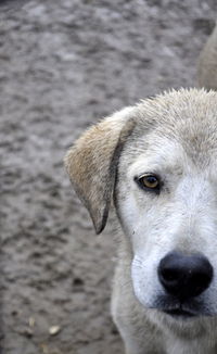 Cropped image of dog standing on sand