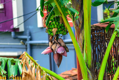 Close-up of potted plant hanging outdoors