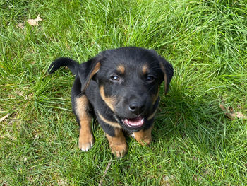 High angle portrait of a dog on field