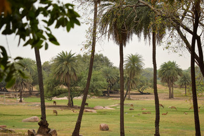 Scenic view of trees on field