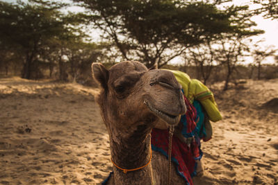 Close-up of camel looking away