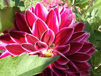 Close-up of flower blooming outdoors