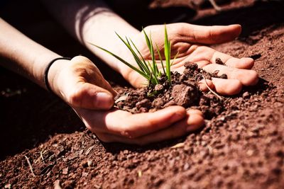 Cropped hands of person holding plant