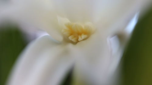 Close-up of white flower blooming outdoors