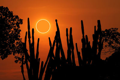 Low angle view of silhouette plants against sky during sunset