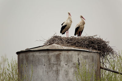 Birds perching on wooden post against clear sky