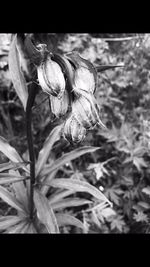 Close-up of plant