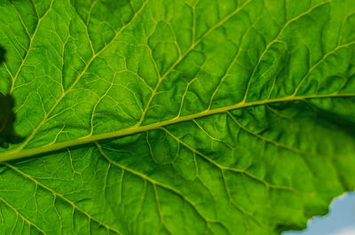 Close-up of green leave of sugar beet