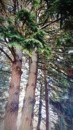 Low angle view of trees in forest