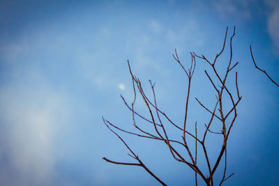 Low angle view of bare tree against sky