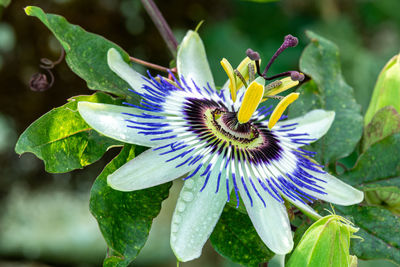 Close-up of purple flower