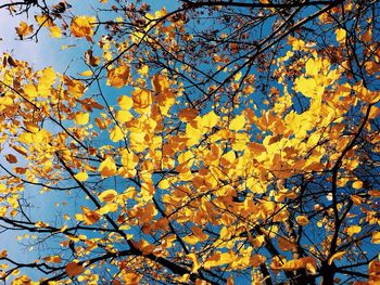 Low angle view of trees