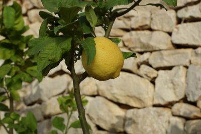 Close-up of fruit growing on tree