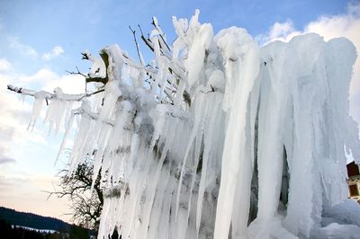 Low angle view of trees against sky during winter